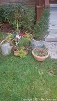 Image showing five pots with various plants arranged on grass near cement stairs, including a small conifer tree, leafy shrubs, and a pink flamingo yard ornament.
