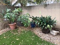 Four large potted green plants arranged outdoors against a block wall showing size and condition.