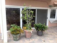 Three large potted plants arranged on a tiled patio, including a tall leafy tree and two succulent plants in heavy decorative green pots.