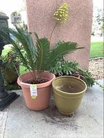 Photo showing potted Sago Palm and empty green planter