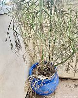 Tall outdoor succulent plant with slender, leafless stems, in a blue ceramic planter, showing both green and dried brown parts of the plant.
