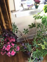 Photo showing live green leafy plants with broad leaves, artificial pink flowers in black vase, and other plants near a window.