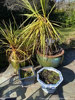 Full view of all four potted plants together on outdoor patio with shadows and natural sunlight, showing variety of pots and plants