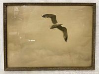 Front view of framed seagull photograph under glass