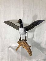 Front view of the unsigned Canadian goose decoy with wings spread and detailed painted features on a natural wood base.