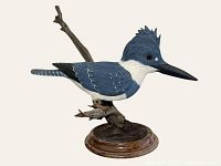 Side view of carved wooden kingfisher decoy mounted on driftwood branch and wood base