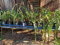 Seven potted Cymbidium orchids outdoors on metal stands, with visible letter markings on pots indicating flower colors and sizes of pots.