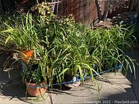 Overview of all 14 orchid plants in assorted pots outdoors on a concrete patio with shadows of nearby trees.