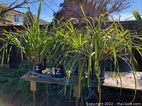 Six Cymbidium orchids with green foliage in black plastic pots, marked with letters to indicate flower colors. Outdoors on a wooden surface with sunny sky background.