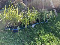Wide shot showing multiple potted Cymbidium orchids outdoors with marked black pots and long green leaves.