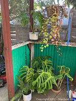 Six potted plants including fern, kalanchoe, Swiss cheese plant, and trailing plant. Various white and brown pots in outdoor greenhouse corner.