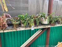 Photo shows eight potted plants on a shelf including one Kalanchoe and multiple Christmas cactus plants.