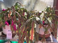 Close-up of several potted Zygocactus / Christmas cactus plants with pinkish blooms on shelf with diffused sunlight.