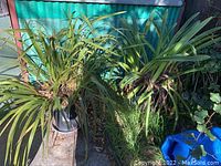 Two large potted green plants outside against a teal wall, one with bushy narrow leaves (Cymbidium orchid) and one with longer wider leaves (possible Agapanthus).