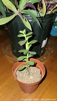 Close-up of small Portulacaria afra succulent in a small brown plastic pot with soil