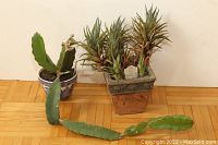 Two potted plants including a small cactus in blue and white ceramic pot and larger succulent plant in decorative rectangular pot photographed on wood floor.