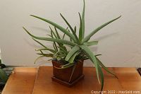Front view showing Aloe Vera plant in 6-inch brown ceramic square pot on wooden surface.