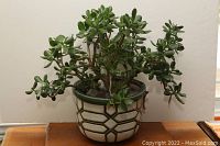 Front view of jade plant with multiple stems and oval green leaves in patterned ceramic pot on wooden surface