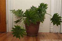 Monstera plant in brown plastic pot against white background on wooden floor, showing front view of plant's leaves and pot.