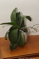 Orchid plant in 5-inch white ceramic pot, showing broad green leaves and aerial roots extending outward.