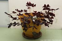 Full view of purple shamrock plant with dark purple triangular leaves and small white flowers in yellow ceramic pot with saucer