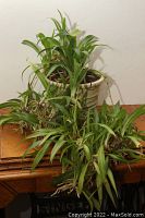 Spider plant with long, narrow green leaves in a ceramic pot placed on wood surface.