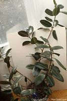 Tall rubber plant with multiple woody stems and thick dark green glossy leaves growing from the base in an ornate ceramic pot seen against a white background.