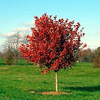 Young October Glory Red Maple tree with red autumn foliage in grassy field