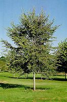 Single Homestead Elm tree standing in grassy field under clear sky