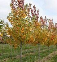 Rows of young Celebration Maple trees in nursery field showing tree shape and foliage