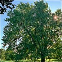 Single mature Silver Maple tree in yard with full canopy, visible wire container at base
