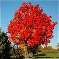 Full view of mature red maple with bright red foliage