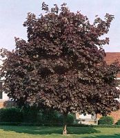 Full view of mature Deborah Maple tree with burgundy leaves and wire basket