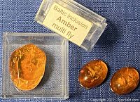 Close-up image showing multiple Baltic amber stones with visible insect inclusions labeled as 'multi fly'.