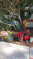 Wide shot showing three potted plants placed on the ground under a tree with some decorative items including metal pinwheel and small garden statues.