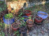 Overview of nine ceramic pots outdoors on dirt with surrounding vegetation, some filled with plants and dried stems