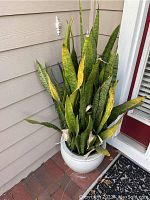 Snake Plant approximately 4 feet tall with yellow spots in white ceramic pot located by front door.