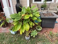 Five potted plants arranged outdoors on grass and patio brick. One large leafy plant in a plastic pot and four smaller plants in various ceramic pots.