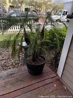 Full view of large palm plant in black plastic pot on brick patio near a house corner and outdoor space. Photographed from front left angle.
