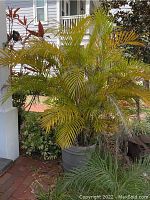 Tall palm plant with green and yellow fronds in large gray plastic pot placed outdoors near porch