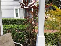 Full view of live plant approximately 7 feet tall in black plastic pot placed outdoors near white pillars and landscaping.