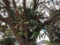 Close-up of the Stag Horn Fern mounted on a tree trunk, showing green and slightly browning fronds.