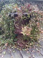 Full view of the large clay planter surrounded by ivy plants on a paved surface.