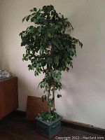 Full height view of the artificial fig tree standing against a wall indoors.