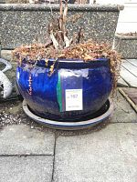 Front view of the large blue glazed garden planter with dried plants inside, situated outside on a concrete patio.