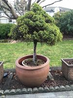 Wide view of the large clay pot with a small shaped tree planted inside a smaller container.