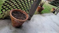 Large terracotta planter with dried palm trunks containing soil, shows dirt residue and weathering, located outdoors on concrete porch.
