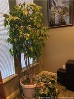 Full view of the faux tree with variegated green and yellow leaves in a large white plastic planter near a window and corner wall