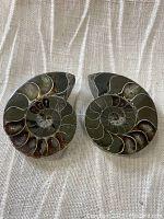 Front view of the matching pair of ammonite fossil halves placed on fabric background showing the symmetrical spiral shell with clearly defined chambers with mineral deposits.