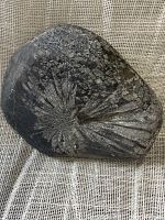 Full view of chrysanthemum stone fossil displaying dark stone with radiating flower-like pattern in natural formation.